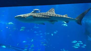 沖縄美ら海水族館 / 1
