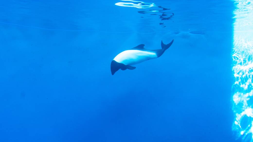 イロワケイルカ / 5