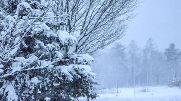 マウンテン ビュー / 7