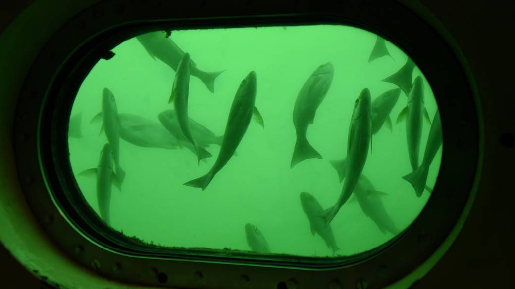 海中展望塔から見た魚たち / 3