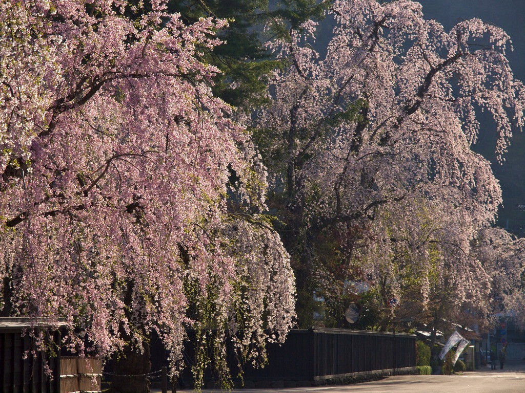 2016年4月20日（水）～5月5日（木・祝）まで桜まつりを開催中！60717