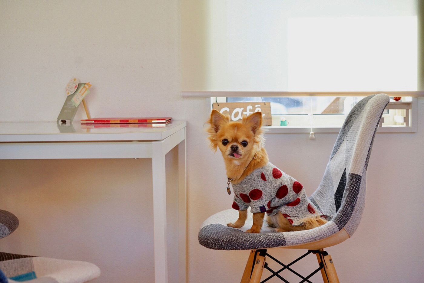 ドッグカフェの看板犬です