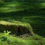 福井の苔寺・平泉寺白山神社が神秘的すぎる！周辺グルメもどうぞ♡