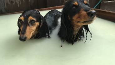 ペット用設備・サービス / 5