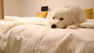 あわゆき1F, トリプルルーム 専用シャワー付