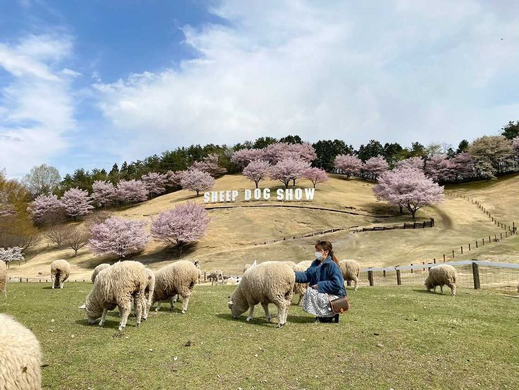 shihoko0922さんの写真 / 1