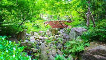 中自然の森 / 1