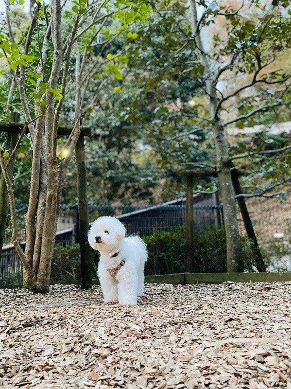敷地内にあるドッグランは、ウッドチップが敷き詰められており、足洗い場も完備されていたそう。「愛犬も大喜び走り回っていました」とのこと / 2