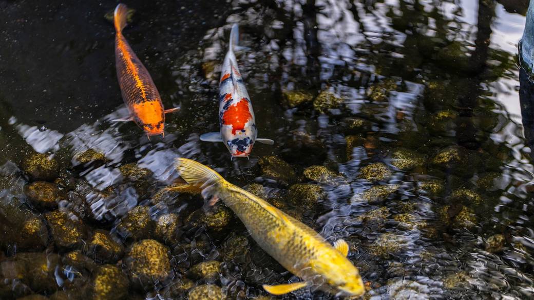 日本庭園の鯉 / 2