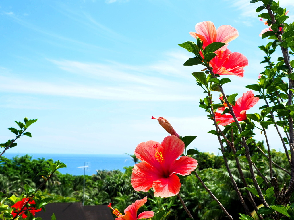 都心から約1時間でサクッと南国へ♪「八丈島」4255637