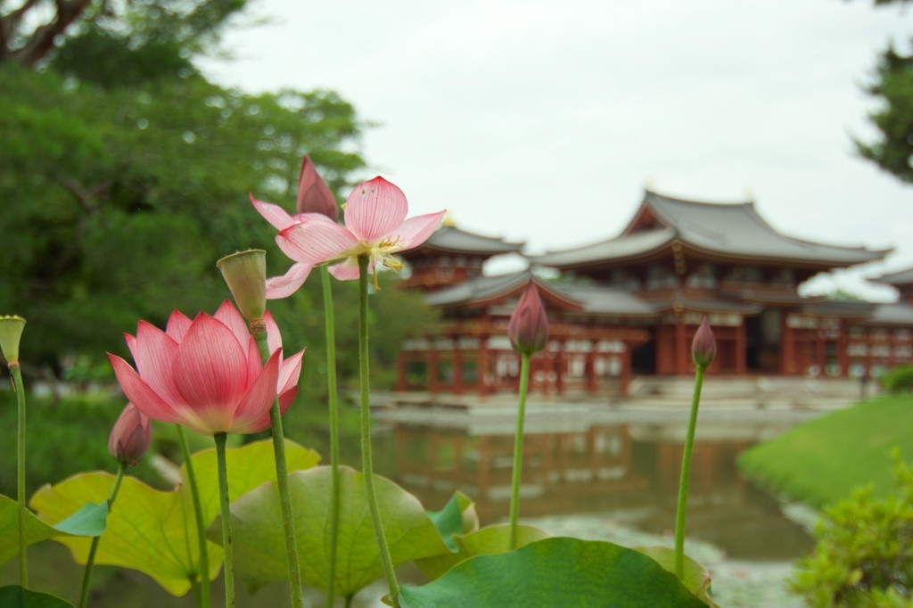 夏の京都観光におすすめ 蓮と睡蓮の花を愛でてみませんか 人気の名所11選 Icotto イコット