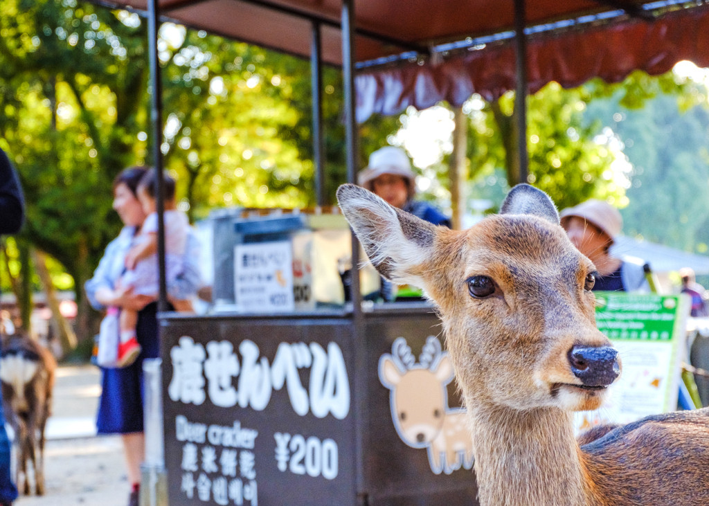 奈良では鹿さんスイーツを見逃すな♪1995946