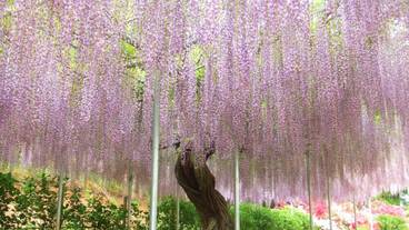 観光スポット / 9