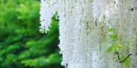 【穴場】鎌倉唯一の尼寺・英勝寺。四季の草花が上品で美しい