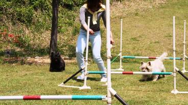 ペット同伴可 / 25