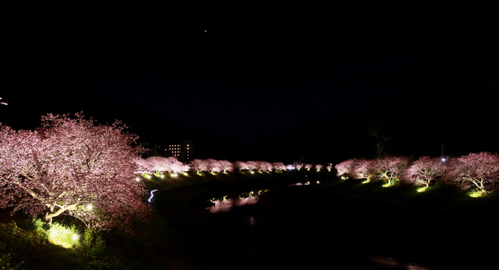 １、みなみの桜（静岡県南伊豆）1558398