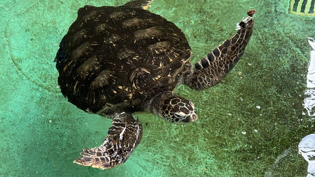 紀宝町ウミガメ公園 / 3