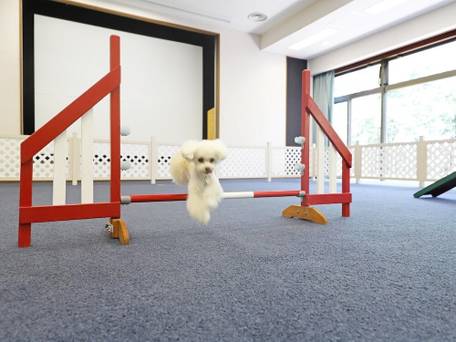 海を望む ペットと泊まれる宿 Wan's Resort（ワンズリゾート）城ヶ崎海岸 / 5