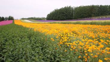 施設からの眺望 / 36