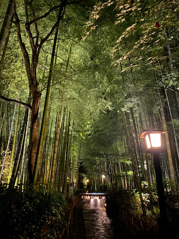 「桂川」沿いの散策道・竹林の小径。大きなベンチに座り、さらさらと揺れる竹の音を聞くだけで癒される / 3