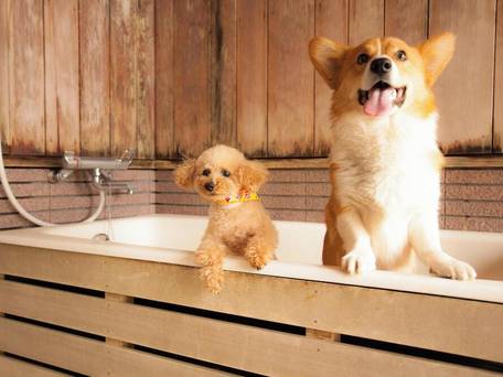 高山わんわんパラダイスホテル＆コテージ / 1