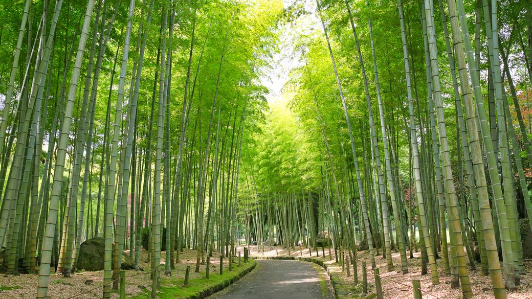 別府公園 竹林 / 2