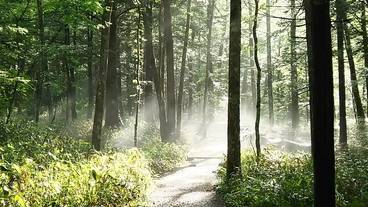 朝靄がかかる上高地の朝 / 1