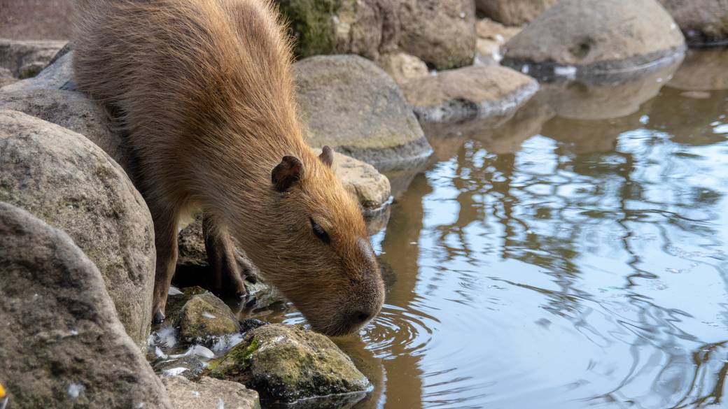 動物と触れ合える
伊豆の動物園 / 2
