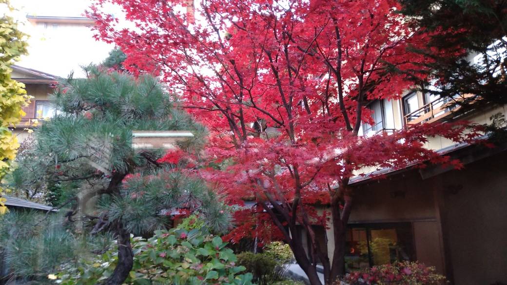 諏訪湖湖畔を散歩
幻想的な夕焼けに感動 / 2