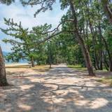 天橋立松並木 / 1