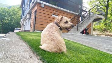 ペット同伴可 / 25