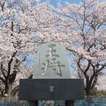 桜にさくらんぼ狩り♪春の天童温泉おすすめ観光スポット11選
