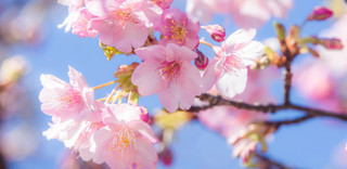 桜の名所・お花見スポット特集【2018年版】