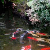 玉造温泉 源泉かけ流しの宿 湯陣 千代の湯（島根県 旅館） / 4
