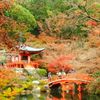 花見の発祥地？！豊臣秀吉が自らプロデュースした「醍醐寺」で桜と国宝に触れる旅