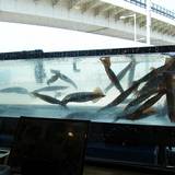 海光房(カイコウボウ)