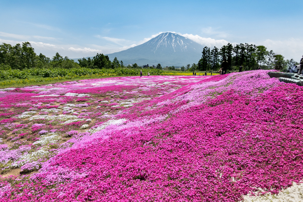 三島さんの芝ざくら庭園