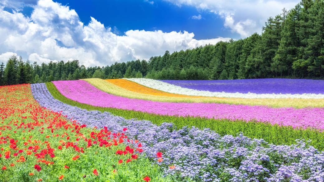 ファーム富田 / 2