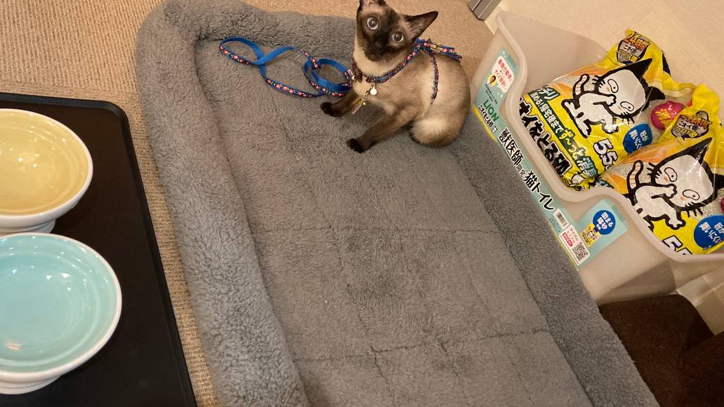 ペットルーム / 1