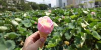 秋田観光で絶対食べたい！名物グルメとおすすめ店18選