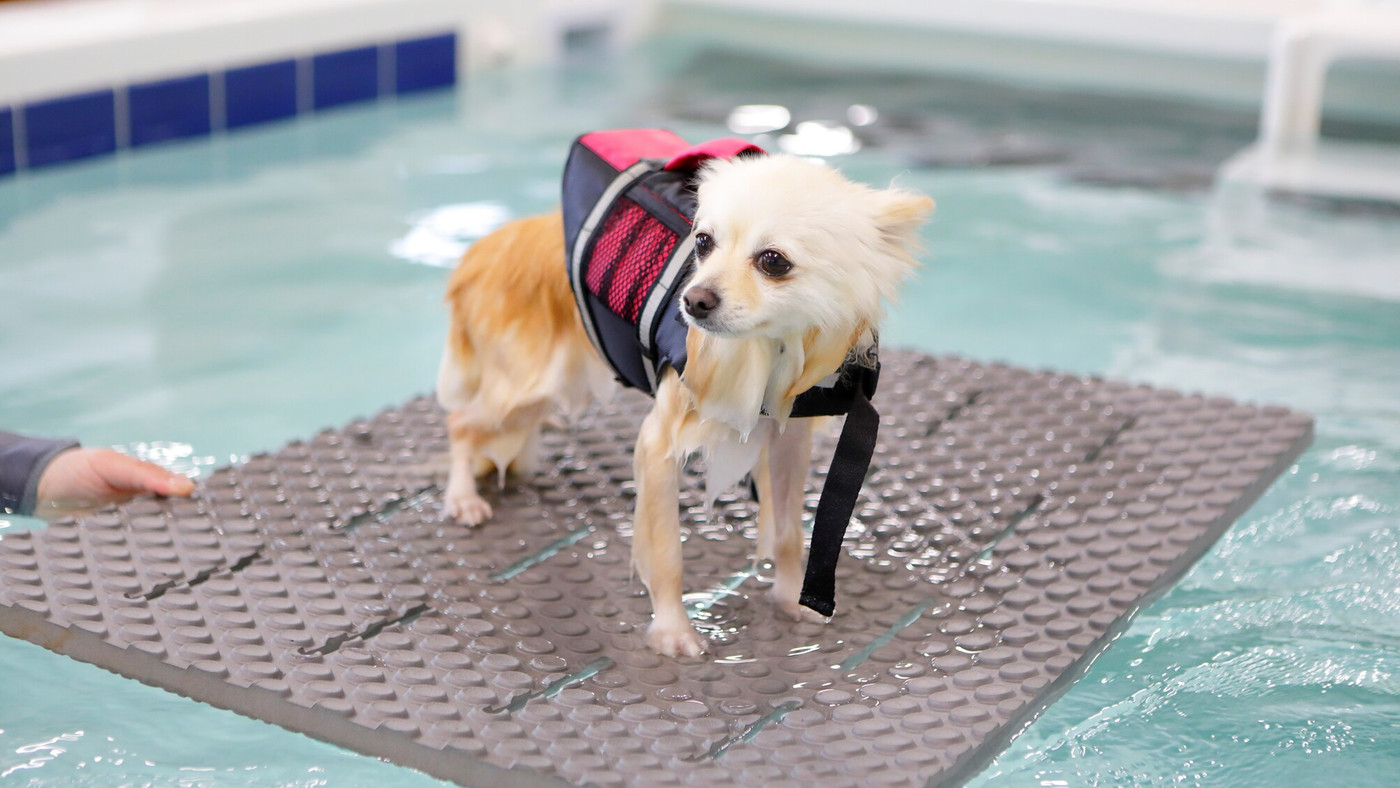 プールでドッグフィットネス＆食事も一緒に3929453