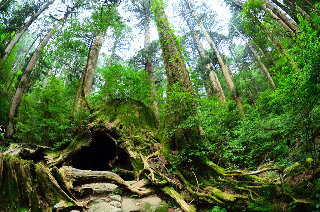 世界遺産・屋久島で、子どもと一緒に大自然を満喫しよう！3918899