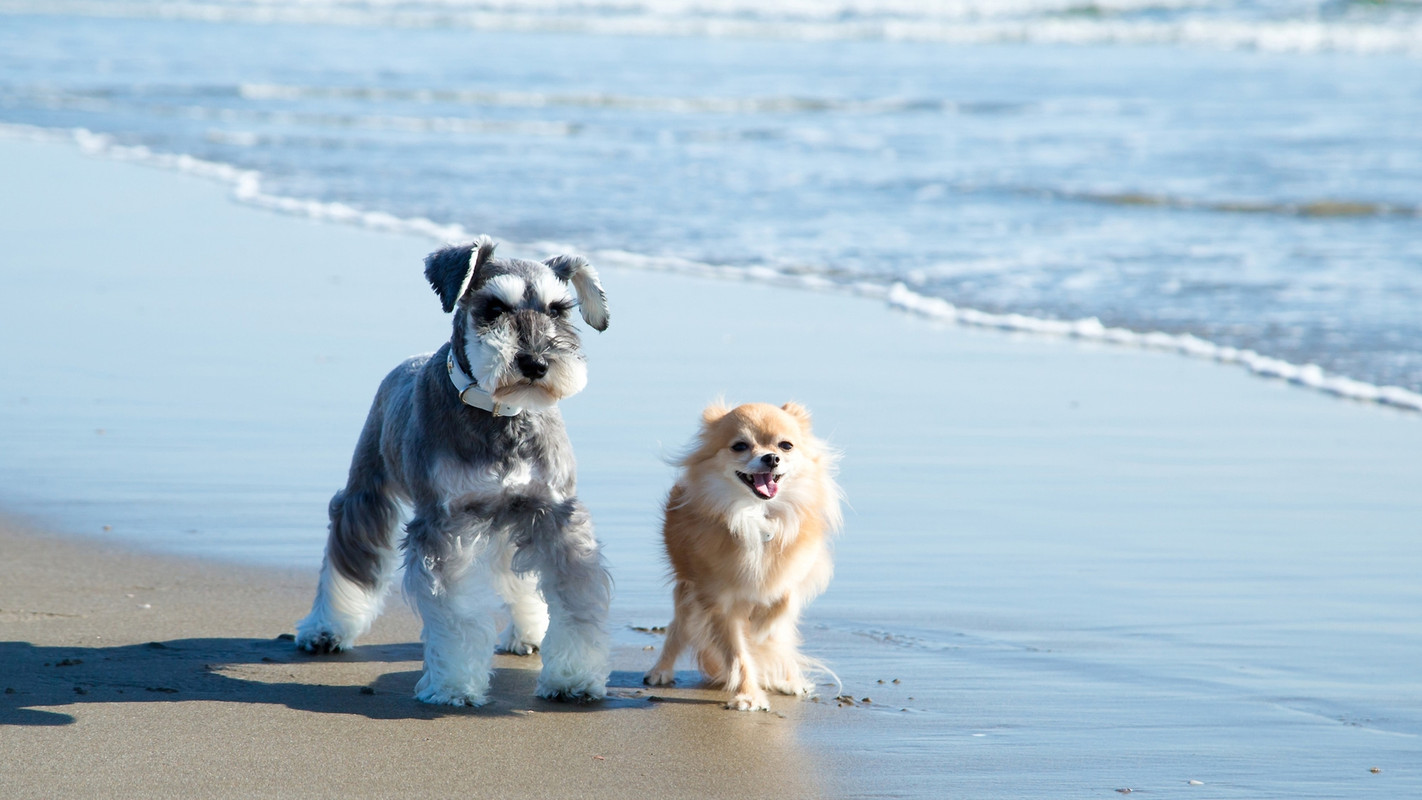 メゾネットルームは犬同伴OK