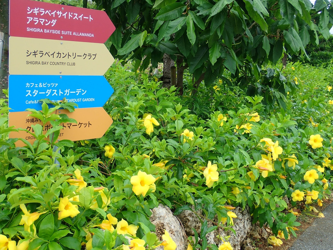 アラマンダの花が咲き誇っています