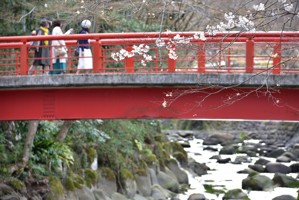 フォトジェニックな桜と古都を楽しむ女子旅♪2102477