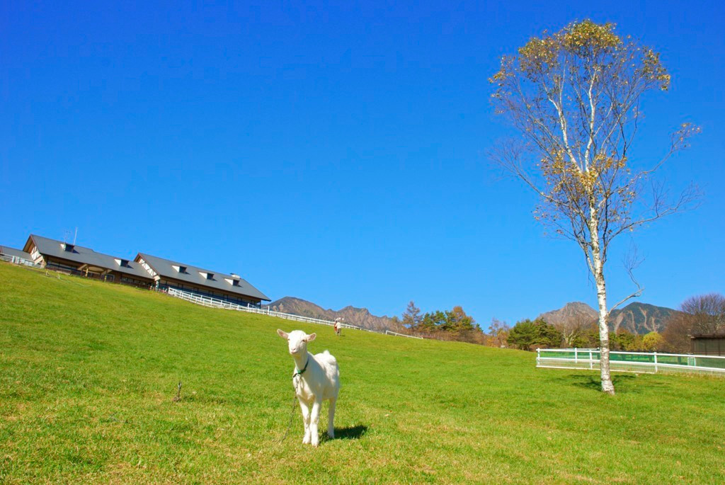 山梨県北杜市　萌木の村 森のメリーゴーランド