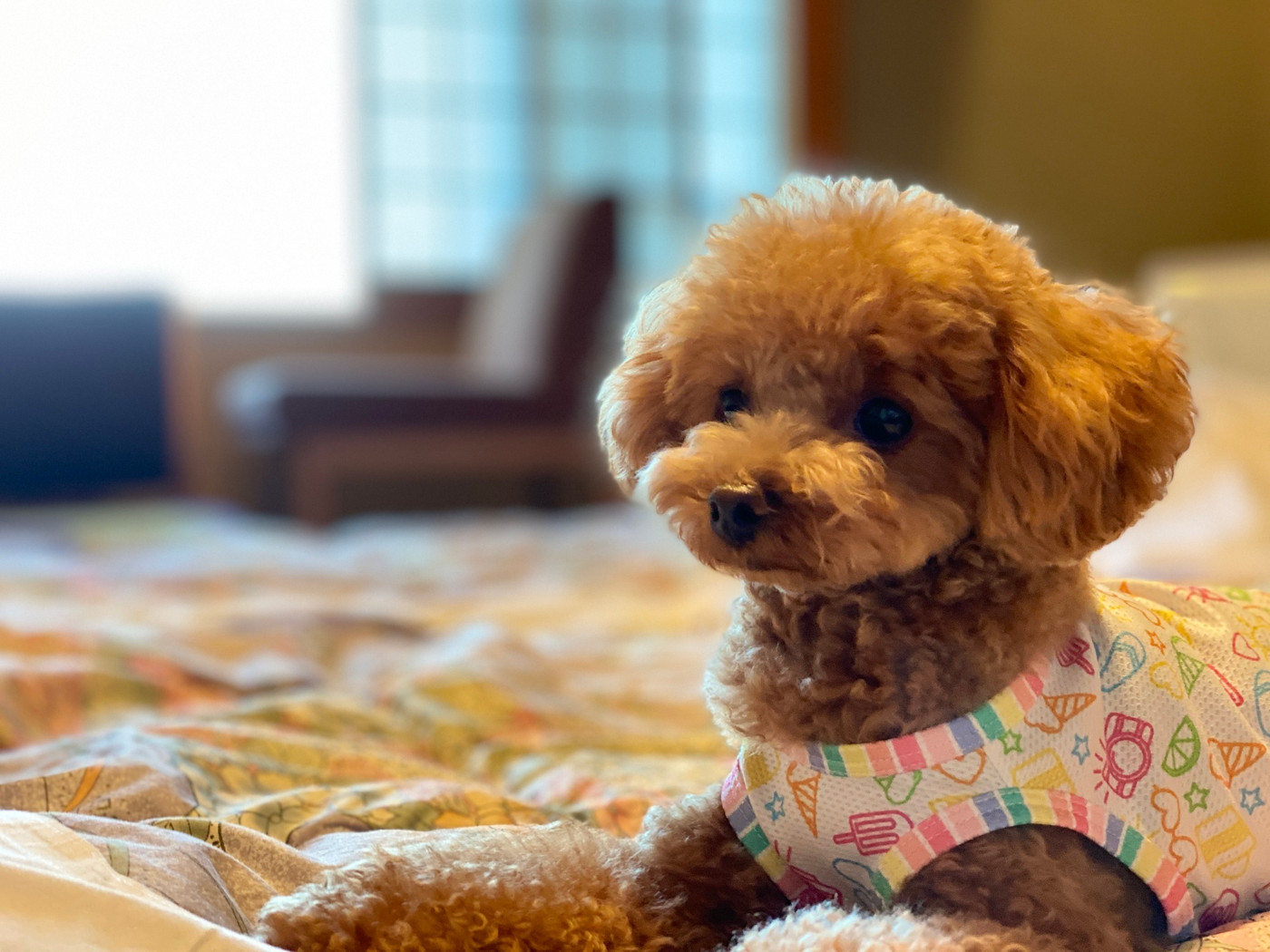 犬と泊まれる宿