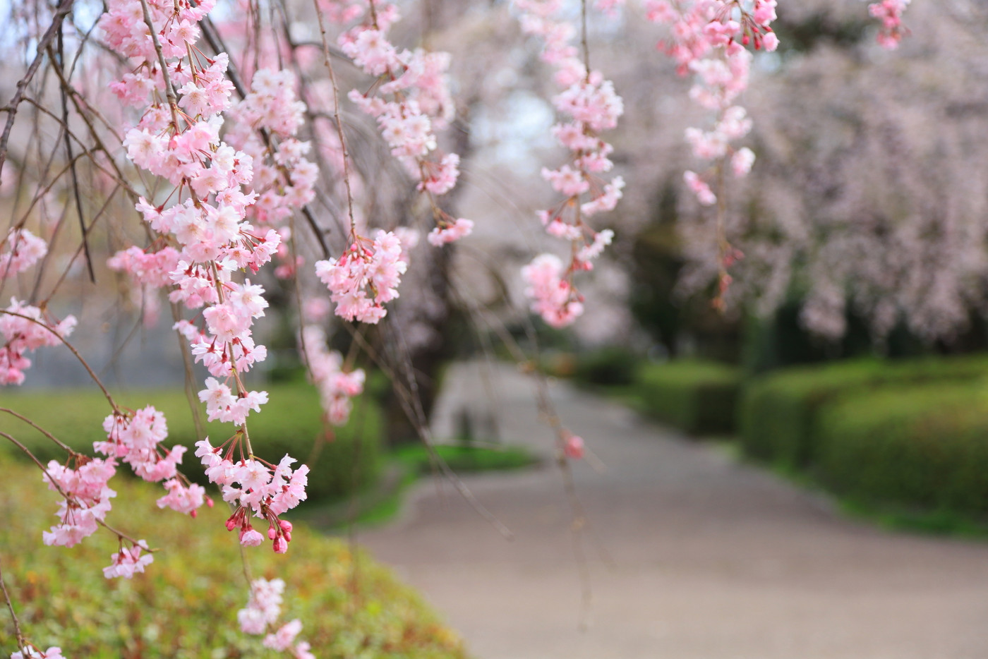 仙台市榴岡公園の桜