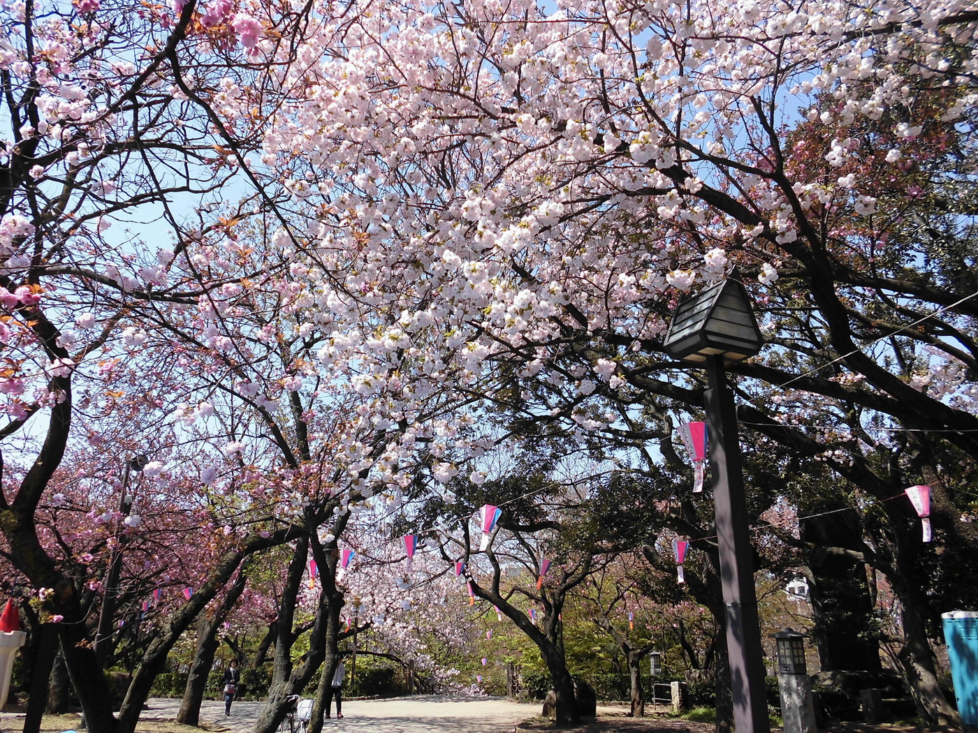 6. 飛鳥山公園(王子)1558827