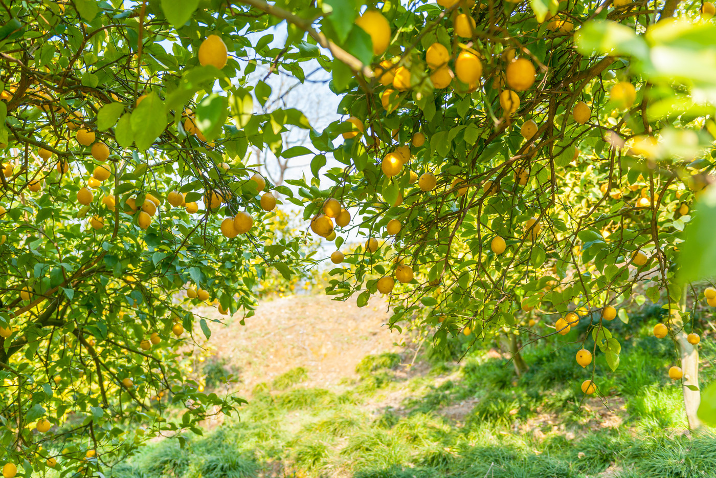 瀬戸田のレモン谷